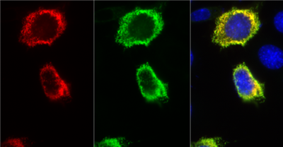 NanoTag-FluoTag-X4抗RFP AbberiorStar635P现货，促销优惠不容错过