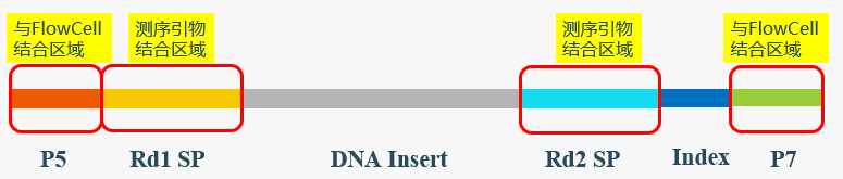 一文全面解析NGS接头的奥秘