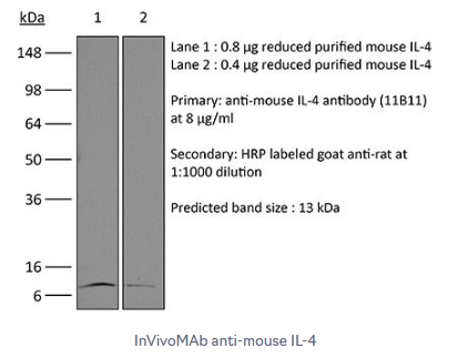 艾美捷InVivoMAb 抗小鼠 IL-4#BE0045解决方案 艾美捷InVivoMAb 抗小鼠 IL-4#BE0045解决方案