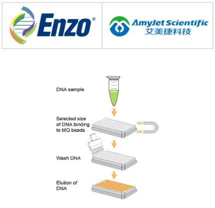 Enzo Life Sciences艾美捷AMPINEXT™ DNA 大小选择试剂盒 Enzo Life Sciences艾美捷AMPINEXT™ DNA 大小选择试剂盒