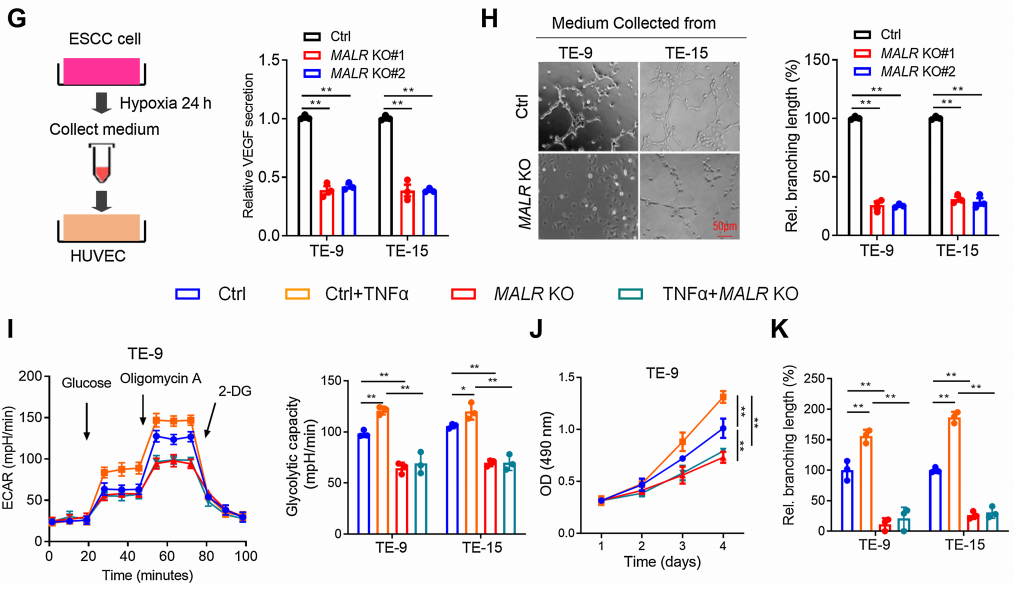 【客户文献解读,IF>11】食管癌的