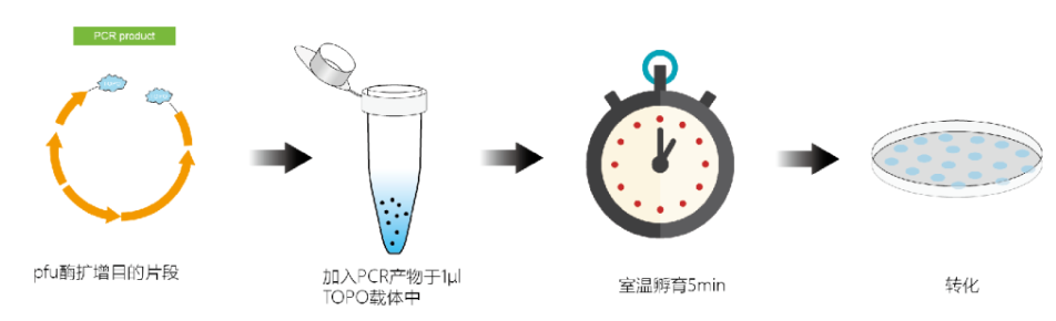 新品 | 5min连接任意PCR产物，新TOPO克隆！（内含福利）