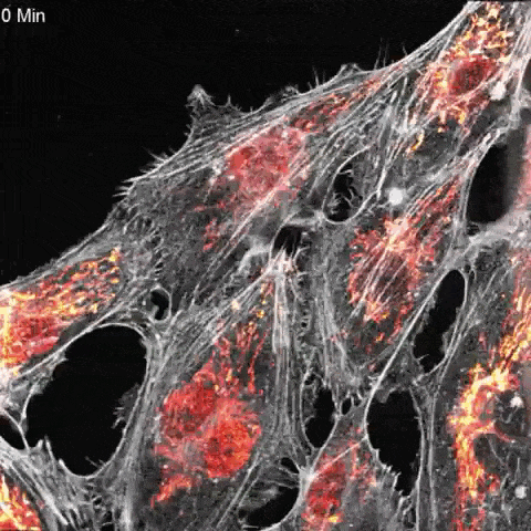 Cytoskeleton 微管蛋白，肌动蛋白，小G蛋白——艾美捷代理