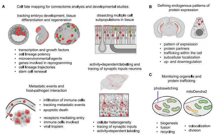 快看，这只小鼠会发光~