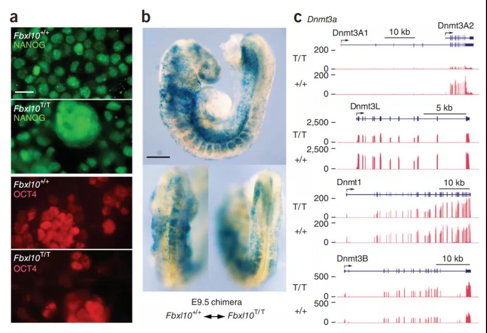 「每周一鼠」表观遗传巨星——KDM2b