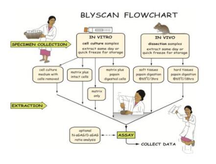 艾美捷sGAG检测试剂盒,Blyscan染料来助攻! 艾美捷sGAG检测试剂盒,Blyscan染料来助攻!