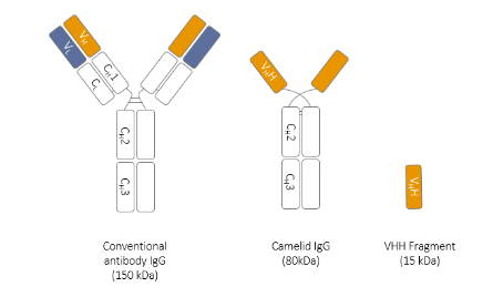 Covalab丨艾美捷 骆驼血VHH碎片解决方案 Covalab丨艾美捷 骆驼血VHH碎片解决方案