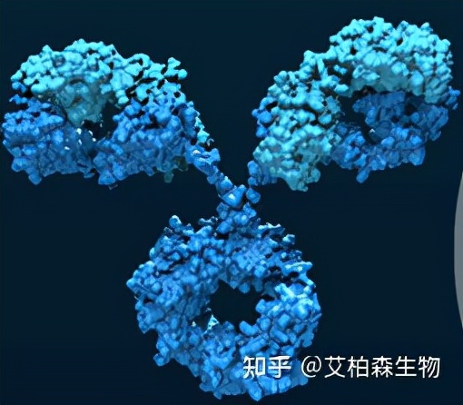 治疗性抗体和蛋白生产