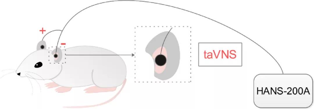 大鼠在神经领域的应用|文献前沿