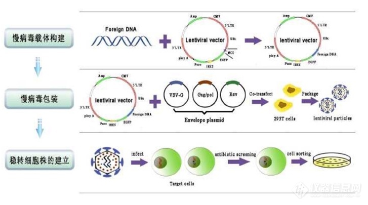 慢病毒包装原理、流程和检测方法 
