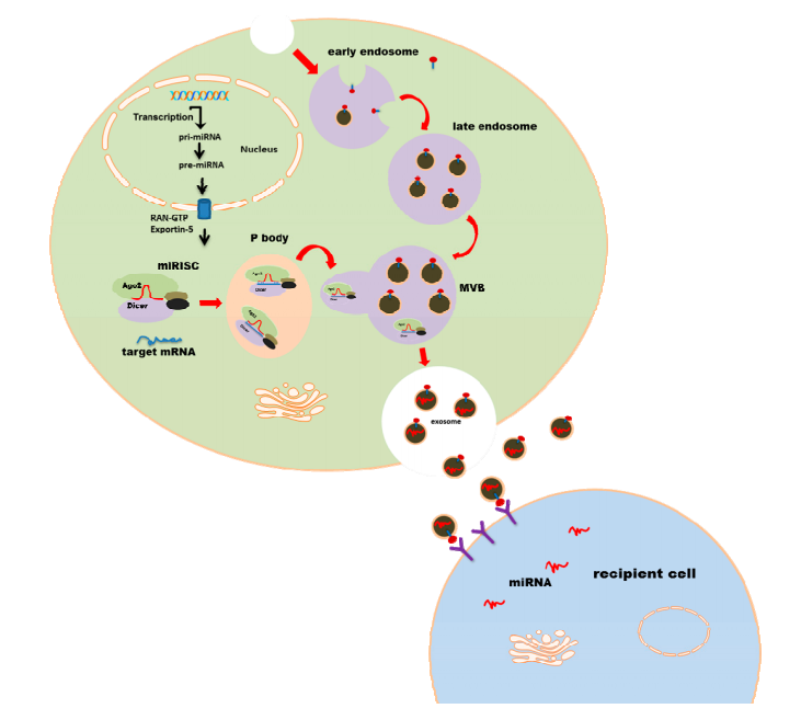 外泌体miRNA可通过细胞衰老途径参与结肠炎发生？