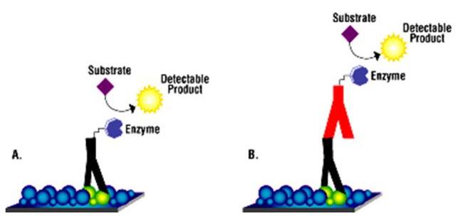 免疫印迹在实验的过程中常出现的问题