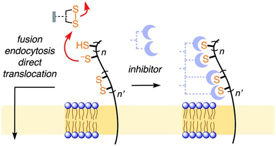 含硫化合物能阻断表达SARS-CoV-2蛋白的病毒进入宿主细胞