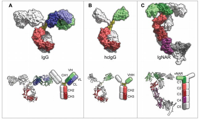 技术服务|单域抗体文库构建