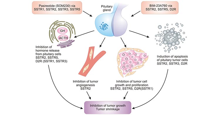 生长抑素受体SSTR2：SSTR家族实力靶点，拓宽NET神经内分泌肿瘤治疗途径！