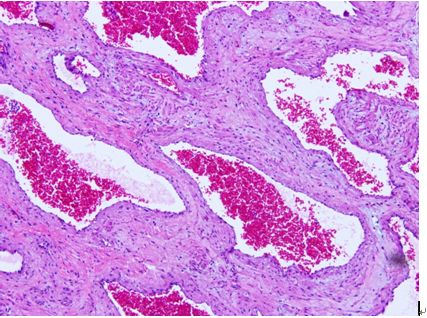 古朵快讯实验技术：细胞染色的方法和步骤