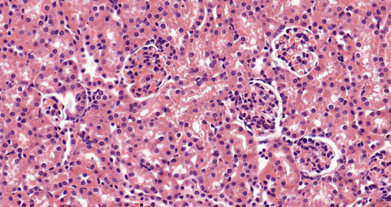 染色液——让科学世界更加绚烂