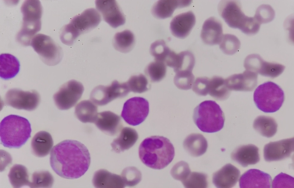 研究人员打破了细胞通讯的密码，胎牛血清助力细胞研究