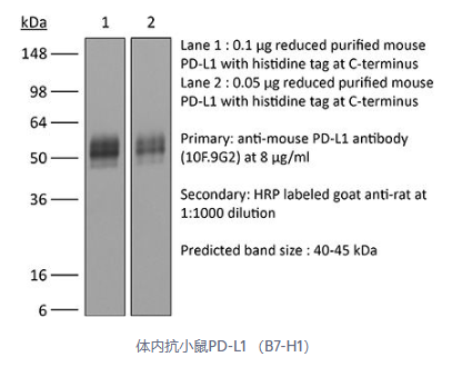 BE0101艾美捷体内单克隆抗小鼠PD-L1(B7-H1)解决方案