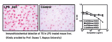 艾美捷抗胸苷乙二醇（TG）单克隆抗体促销开启，超值不容错过！