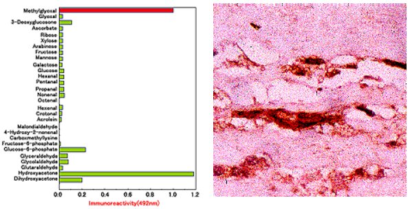 艾美捷抗甲基乙二醛（MG）单克隆抗体大放价，超低价来袭！
