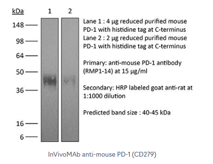 BE0146艾美捷体内单克隆抗小鼠 PD-1(CD279)研究方案   