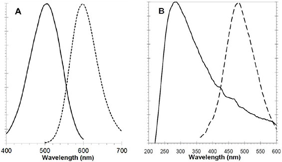 如何检测聚集小体