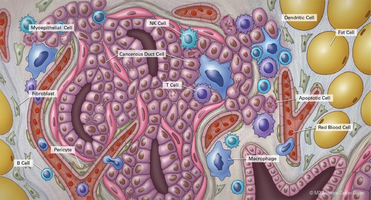 肿瘤微环境并不“微”：肿瘤相关细胞功能全回顾