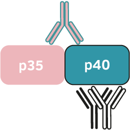 艾美捷抗人IL-12 (p70)单抗MT704相关参数说明 艾美捷抗人IL-12 (p70)单抗MT704相关参数说明