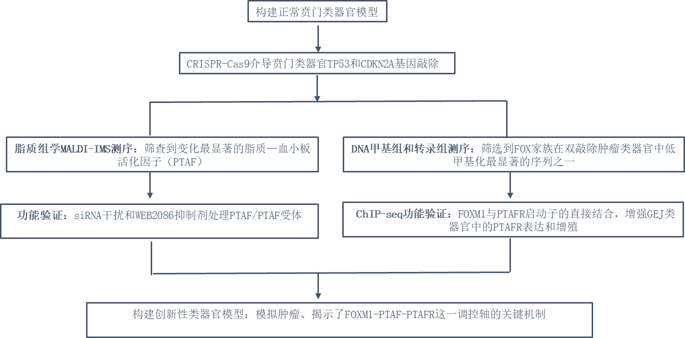造模新方向—CRISPR-Cas9基因编辑类器官模型
