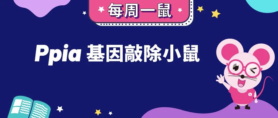 【每周一鼠】Ppia基因敲除小鼠与免疫研究