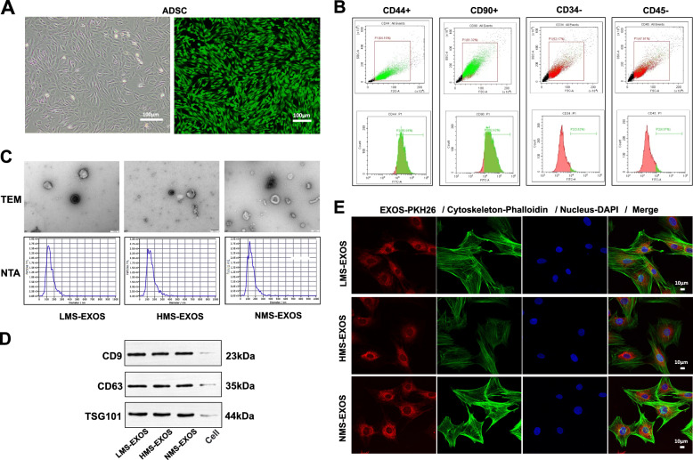 外泌体提取鉴定 外泌体提取鉴定