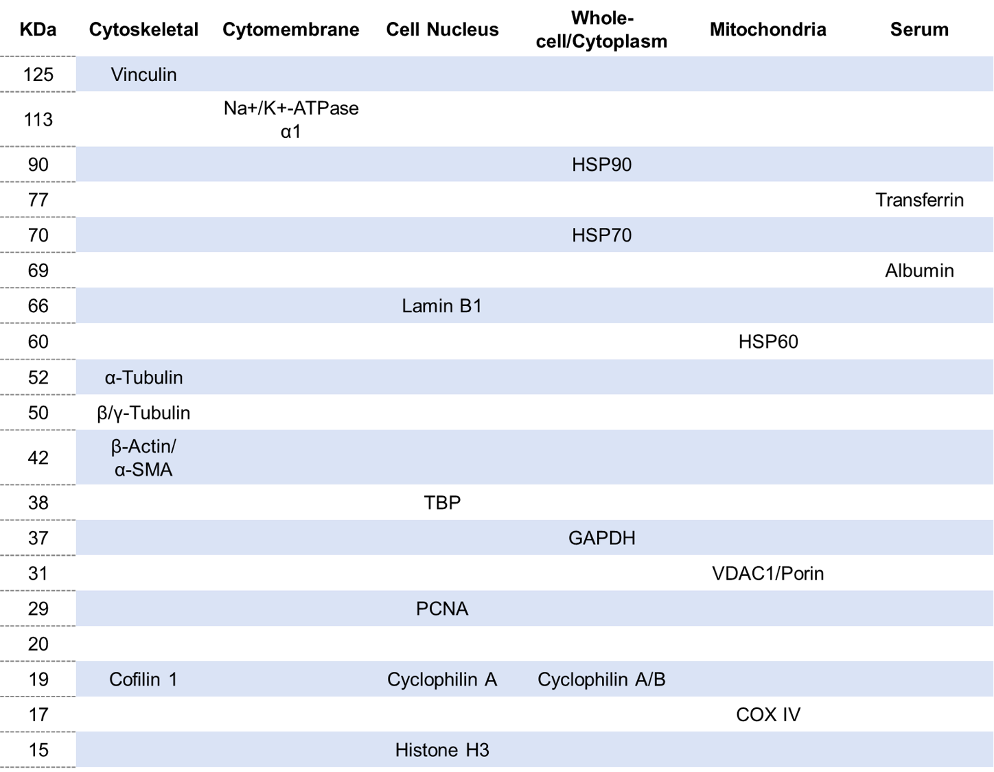 阿拉丁®内参抗体