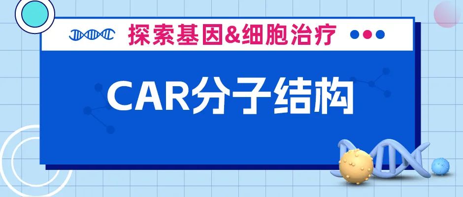 一文带你读懂CAR分子结构