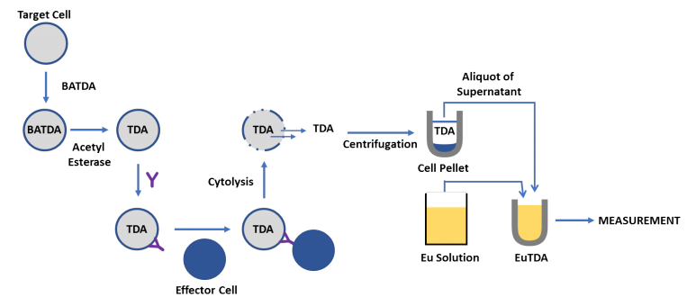DELFIA® EuTDA法检测细胞杀伤功能