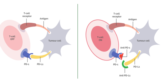 BioXCell 多种不同的抗小鼠PD-1体内抗体克隆方案 BioXCell 多种不同的抗小鼠PD-1体内抗体克隆方案