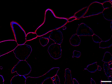 艾美捷木葡聚糖(克隆LM25)参数及应用示例说明 艾美捷木葡聚糖(克隆LM25)参数及应用示例说明