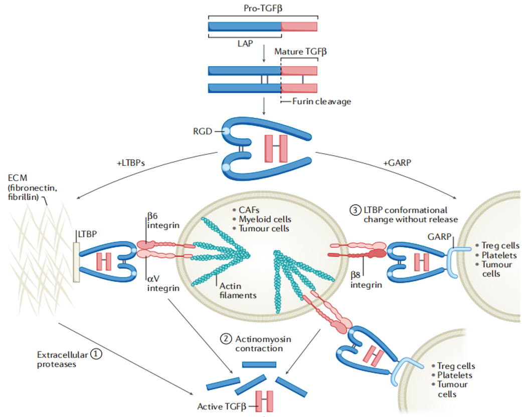 干细胞培养常用因子TGF-β，肿瘤免疫潜力靶点