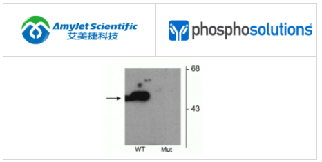 PhosphoSolutions抗Parkin（Ser101）抗体解决方案