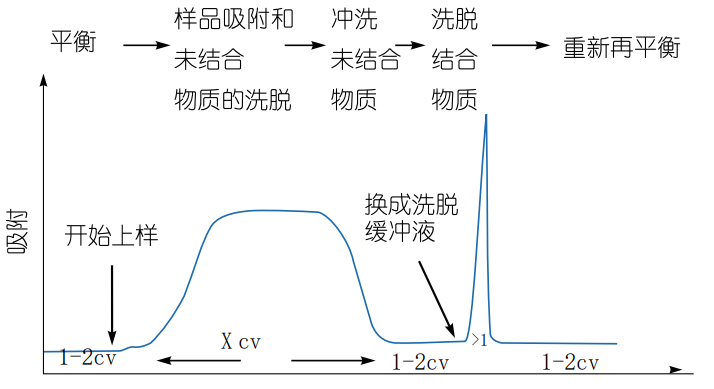 His标签蛋白纯化面面观——His标签蛋白纯化流程