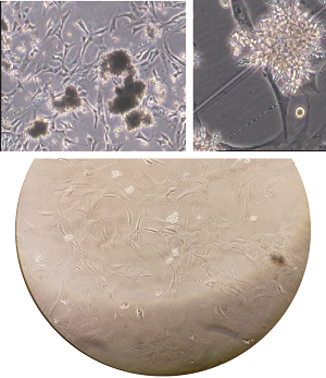 识破各种污染，拯救您的细胞