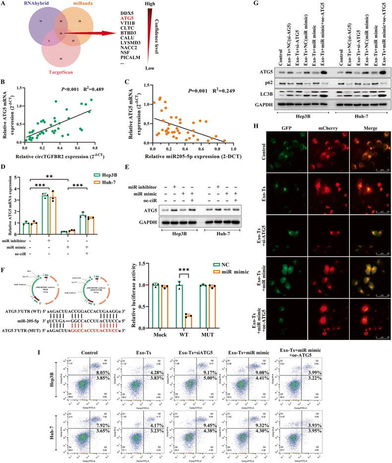 外泌体和细胞自噬