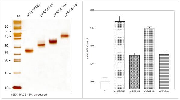 Relia Tech活性VEGFR重组蛋白丨小鼠 VEGF120实例展示 Relia Tech活性VEGFR重组蛋白丨小鼠 VEGF120实例展示