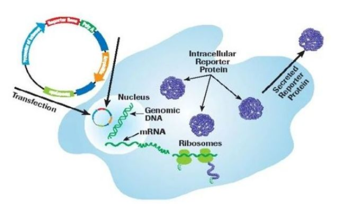 基因的编辑调控技术—转染，您了解多少？