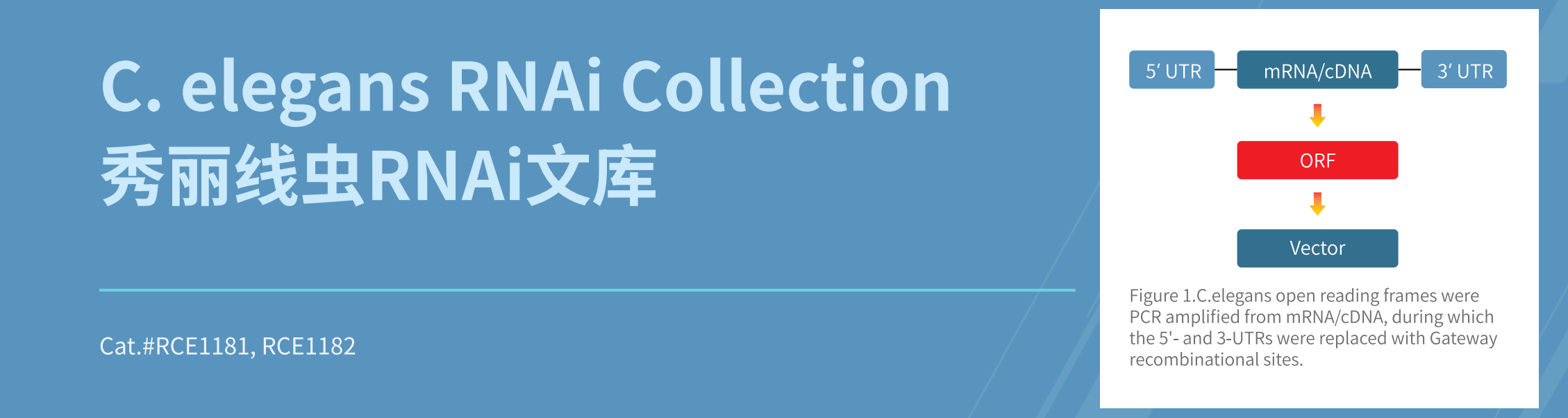 C. elegans RNAi Collection 秀丽线虫RNAi文库