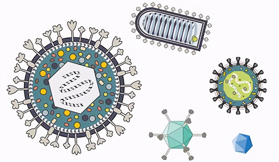 UCI研究人员发布了有关神经回路图谱中病毒示踪剂的新指南