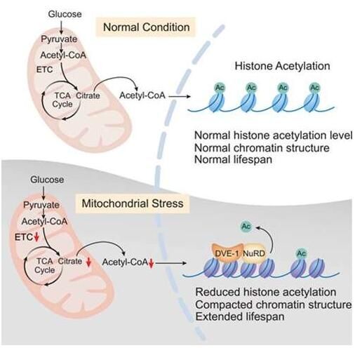 乙酰辅酶A或能通过调节寿命的NuRD复合体将线粒体的压力与细胞核的表观基因组联系起来
