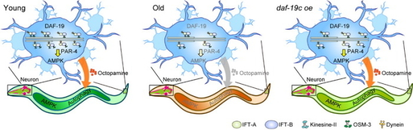 分子细胞卓越中心发现衰老与纤毛之间的相互作用机制