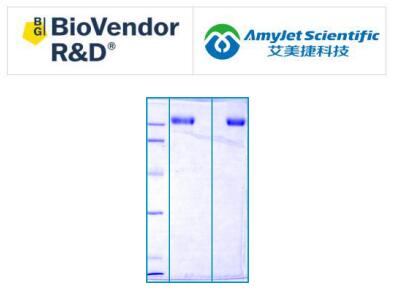 BioVendor艾美捷胆盐活化脂肪酶 NATIVE说明书 BioVendor艾美捷胆盐活化脂肪酶 NATIVE说明书