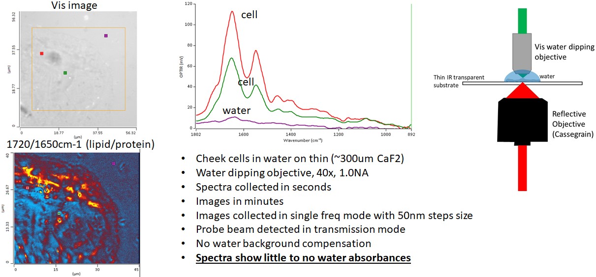 技术线上论坛| 12月08日《超高分辨活细胞红外-拉曼-荧光同步测量技术重要应用进展》
